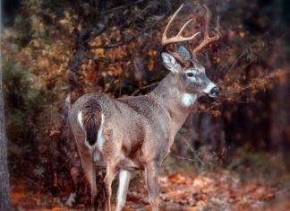 Deer hunting is an increasingly popular sport in West Virginia.