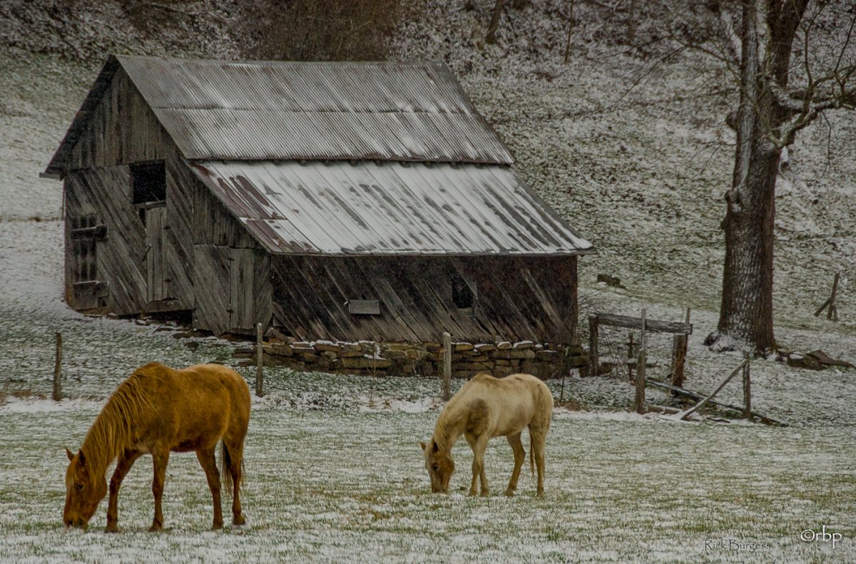 Horses graze in a snow-dusted pasture in Mercer County. Photo courtesy Rick Burgess.