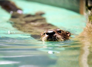 An otter paddles in a pond in West Virginia.