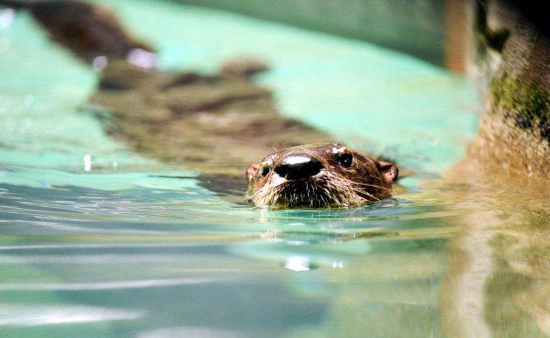 An otter paddles in a pond in West Virginia.