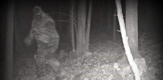 Bigfoot allegedly caught on hunter's cam in Fayette County, West Virginia. The source has since been determined to be from Jeffrey Stoffel and Jenna Oleson.