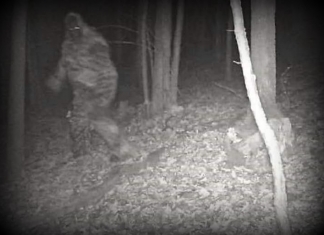 Bigfoot allegedly caught on hunter's cam in Fayette County, West Virginia. Source undetermined.