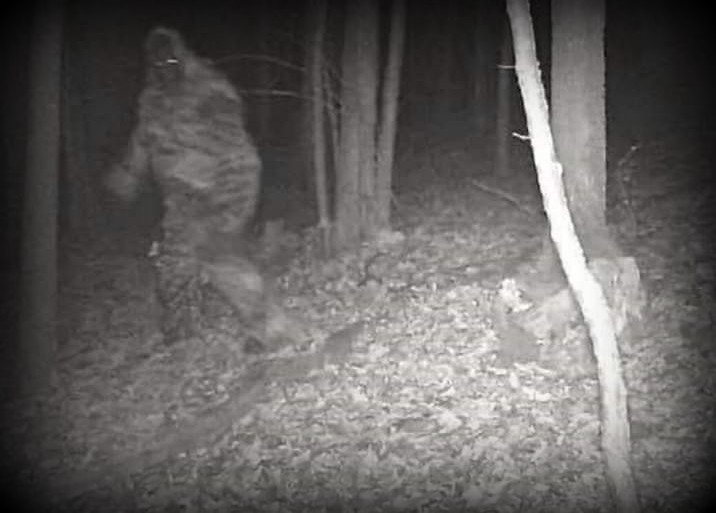 Recent bigfoot sightings at Sutton Lake have historic precedent