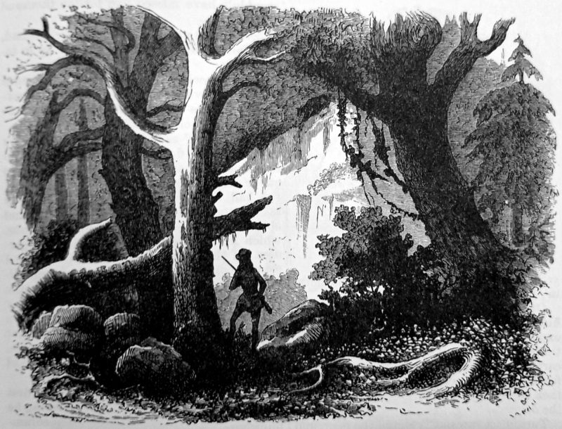 A hunter roams the West Virginia forest Illustration c. 1861 from Harper's New Monthly Magazine by Porte Crayon (David Hunter Strother).