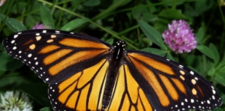 The monarch is West Virginia's official state butterfly.