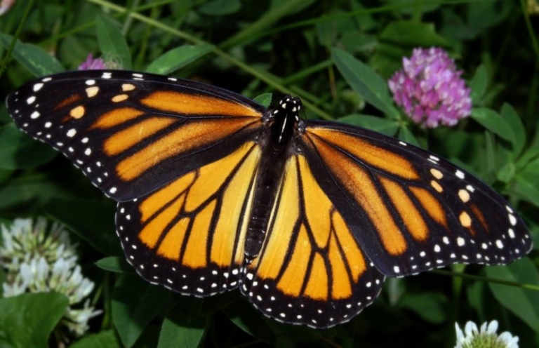 Monarch subject of North Bend park program Jan. 18-20