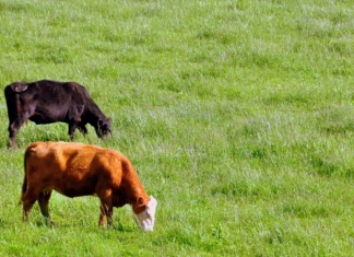 Cattle graze in Jackson County, near Ripley, West Virginia