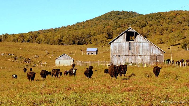 Cattle roam across a pasture near Lewisburg, West Virginia, in the Greenbrier Valley.