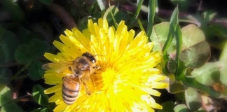 A honeybee pollinates a dandelion in West Virginia