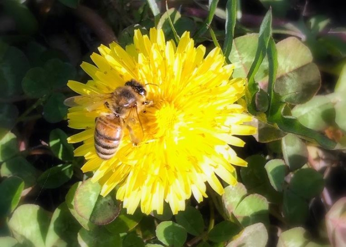 Honeybee on dandelion A honeybee pollinates a dandelion in West Virginia
