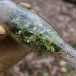 Plants thrive in a tossed bottle