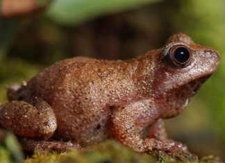 Spring peepers (Pseudacris crucifer) welcome spring to West Virginia with their early March song.