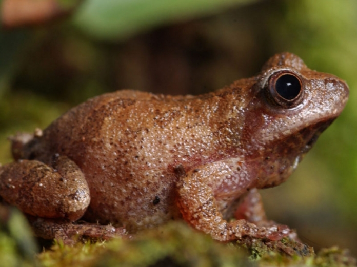 Spring peeper in West Virginia Spring peepers (Pseudacris crucifer) welcome spring to West Virginia with their early March song.