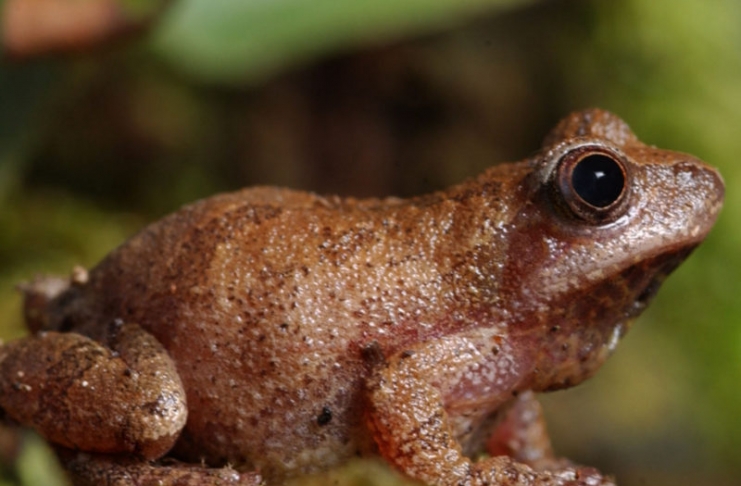 Spring peepers (Pseudacris crucifer) welcome spring to West Virginia with their early March song.