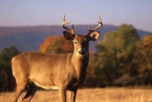 White-tailed deer in West Virginia