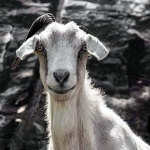 Powell Mountain Goat