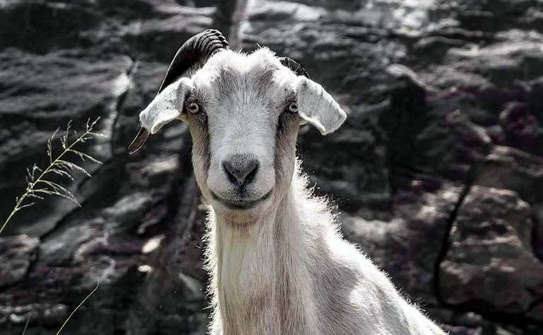Admirers of the Powell Mountain goat are concerned about its absence.