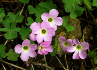 Violet Wood Sorrel blossoms in a woodland. Photo courtesy Wikipedia Commons.