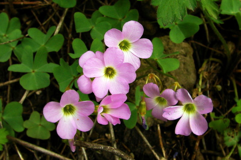 Violet Wood Sorrel blossoms in a woodland. Photo courtesy Wikipedia Commons.