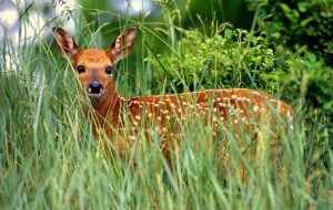 A fawn halts in a West Virginia field. Photo courtesy W.Va. Dept. of Commerce.