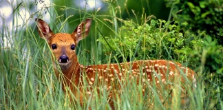 A fawn halts in a West Virginia field. Photo courtesy W.Va. Dept. of Commerce.