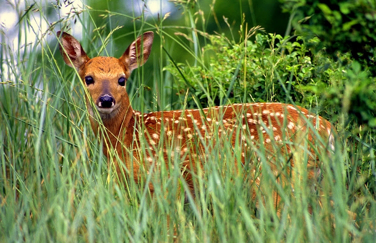 A fawn halts in a West Virginia field. Photo courtesy W.Va. Dept. of Commerce.