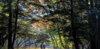 Hikers wander among hemlock at Canaan Valley Resort State Park in Tucker County, West Virginia.