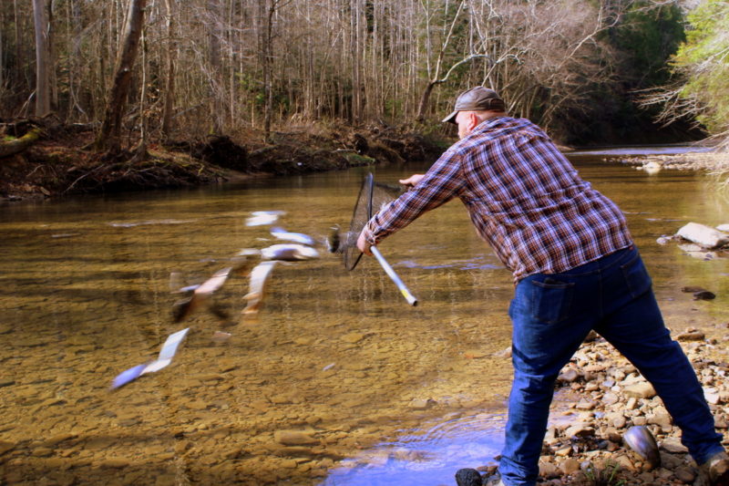 Joe Wood stocks trout in Buffalo Creek near Clay in Clay County,