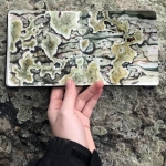 Rosalie Haizlett Lichens watercolor