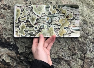 Lichens appear abstract in a watercolor study by Rosalie Haizlett.
