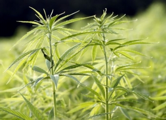 Young hemp plants thrive in a West Virginia field.