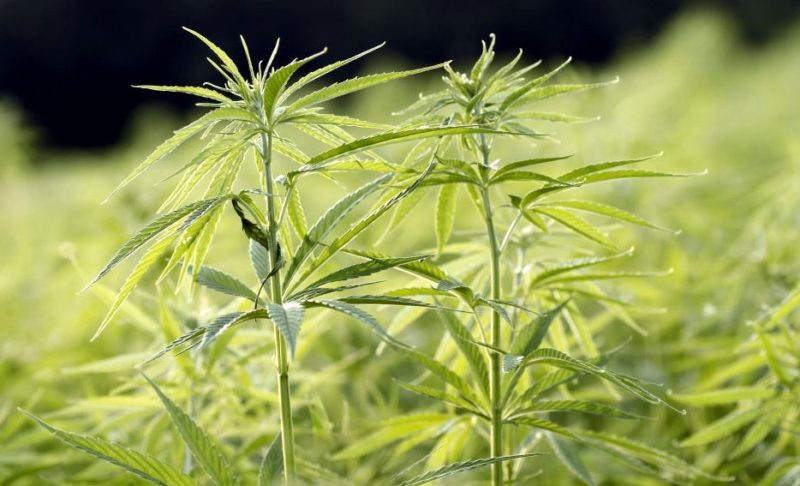Young hemp plants thrive in a West Virginia field.