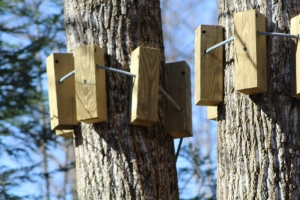 Wooden blocks protect trees from damage cables used to suspend the Tuscany's footbridge.