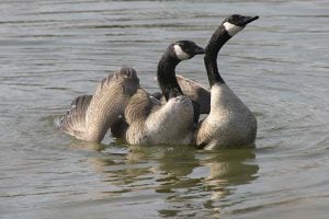 Young wildlife: Canada geese groom at the McClintic Wildlife Management Area near Point Pleasant, West Virginia.