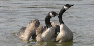 Canada geese groom at the McClintic Wildlife Management Area near Point Pleasant, West Virginia.