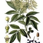 Elderberry Illustration