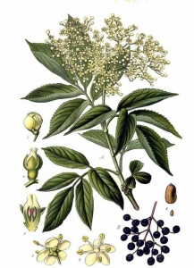 Elderberry foliage illustrated in an 19th century manuscript.