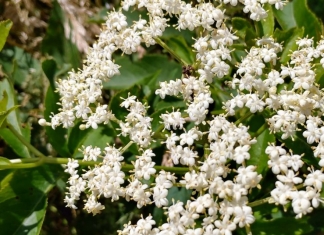 Elderberry blossoms on the edge of a West Virginia woodland.