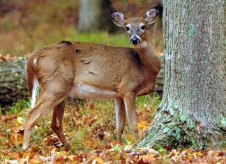 Photo courtesy of the West Virginia Department of Commerce. Applications for 2019 Antlerless Deer Season limited permit areas will be accepted until Aug. 14.
