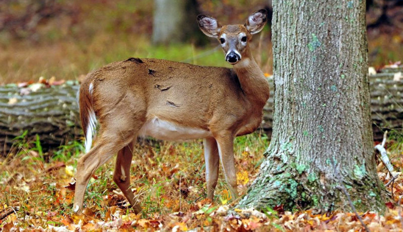 Photo courtesy of the West Virginia Department of Commerce. Applications for 2019 Antlerless Deer Season limited permit areas will be accepted until Aug. 14.