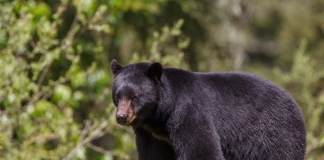 A black bear pauses in a West Virginia glade.