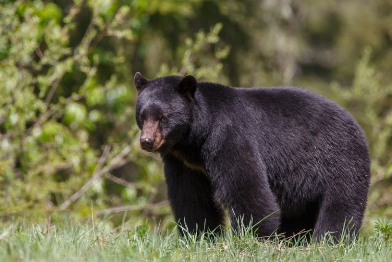 Growing bear population prompts early hunt in W.Va.