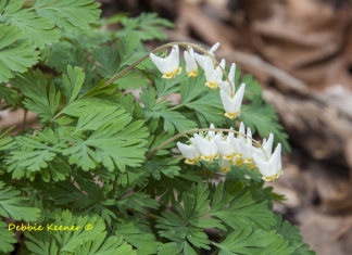 Dutchman's Breeches flower in spring at Saint Albans City Park in Saint Albans, West Virginia.