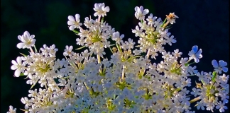 A tiny purple flower appears in a center of a circle of Queen Anne's Lace. Photo courtesy Randy Laxton.