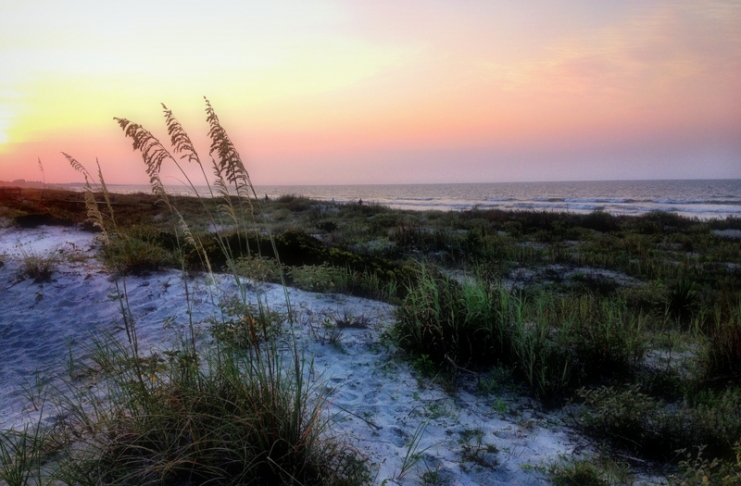 Sea oats bend in the wind along the U.S. coastline.