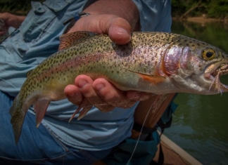 An angler in West Virginia shows off his catch, a rainbow trout.