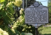 A historic marker recounting a version of the Dick Pointer tale stands near his monument.