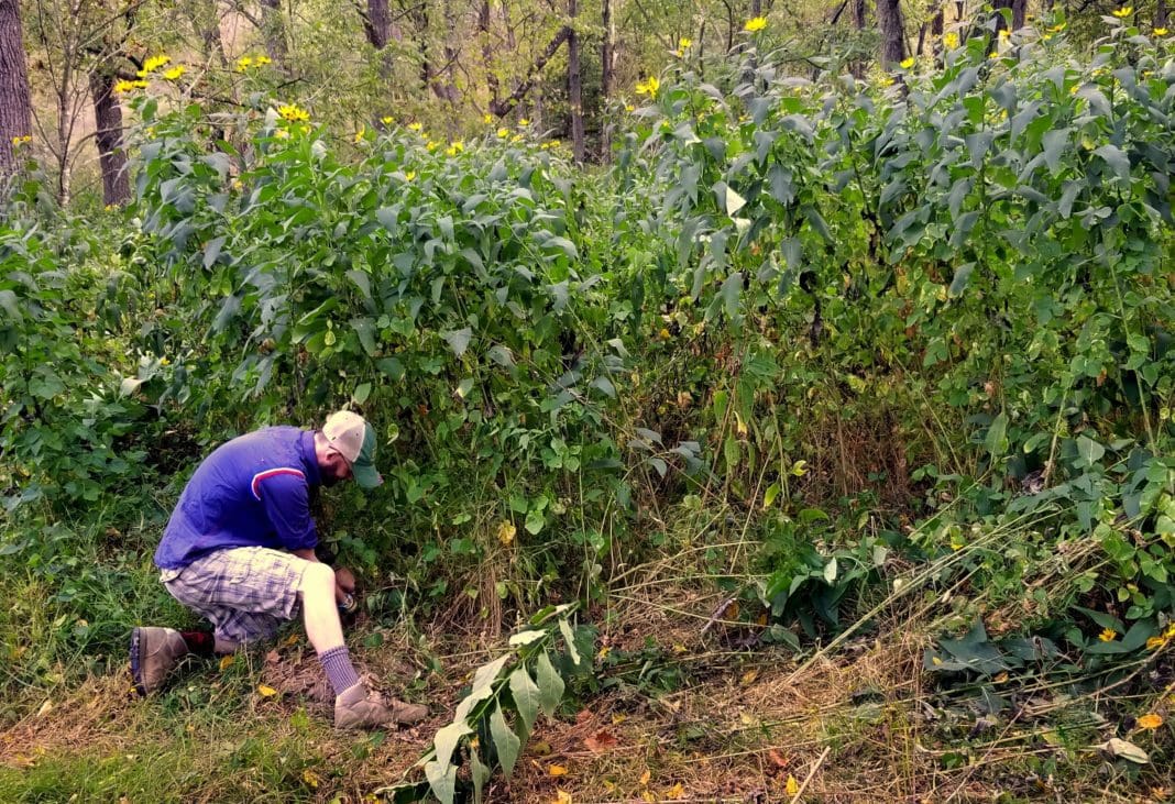 Sunflowers among West Virginia's traditional garden plants West