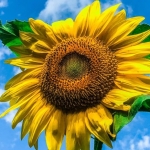 Sunflower by Lisa Fakoury, Shinnston, West Virginia