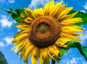 As sunflower captures the radiance of the sun itself near Shinnston, West Virginia.